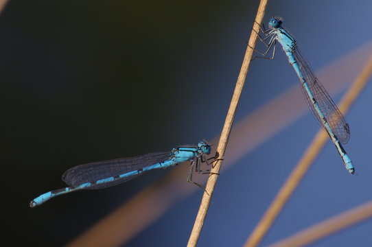 Duo de libellule bleue