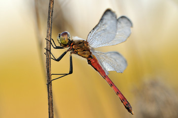 Spotted Darter dragonfly