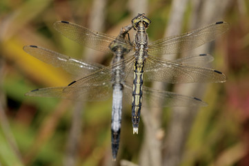 White-tailed Skimmer