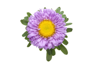 Purple Daisy