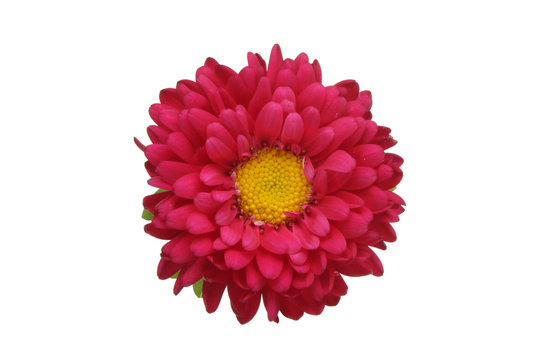 Red Daisy