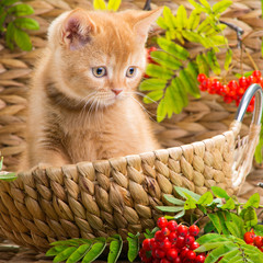 British kitten sitting in a basket with mountain ash