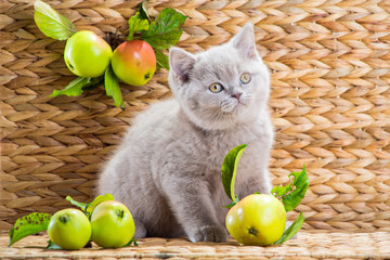 purple British kitten playing with autumn apples