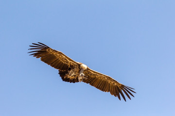 Geier im Anflug