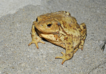 frog sitting on a stony floor