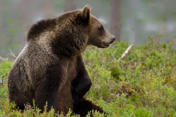 Brown bear sitting in the woods