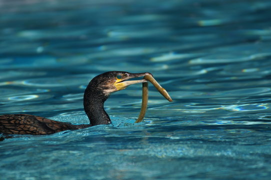cormoran
