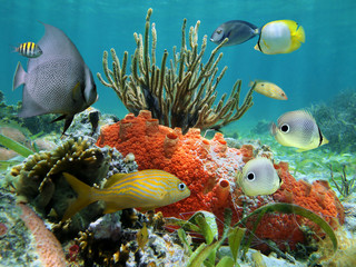 Underwater colors of marine life in a coral reef, Caribbean sea