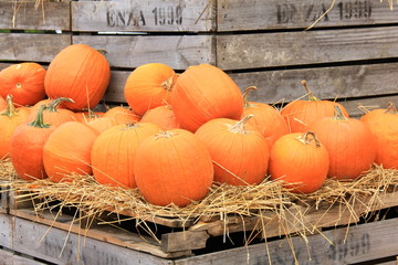 Pumpkins on Crates III
