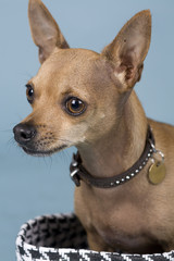 chihuahua on blue background