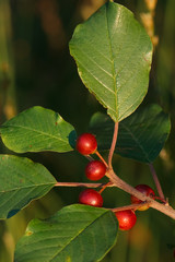 Faulbaumbeeren - Frangula alnus