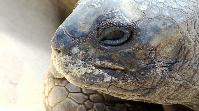 tortoise portrait