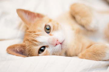 Cute orange kitten