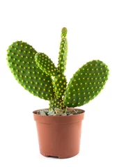 Fototapete Kaktus im Topf Kaktus auf weißem Hintergrund