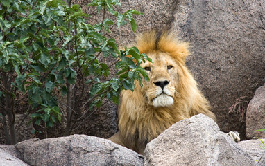 Naklejka premium Leone maschio nel Serengeti
