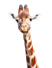 Foto op Aluminium Giraf Giraf witte achtergrond