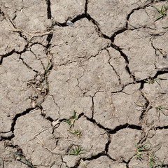 Cracked earth background
