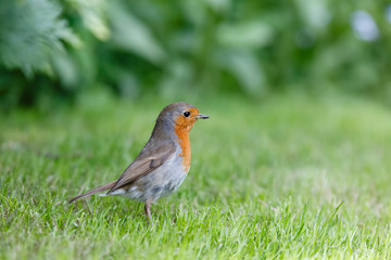 Robin in garden