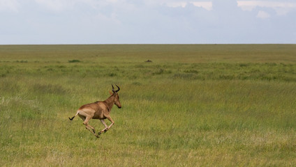 Antilope di corsa