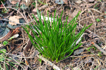 narcissus sprouts in the wild