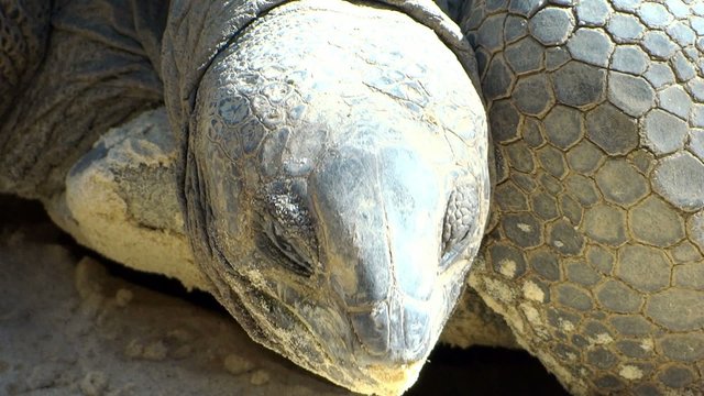 tortoise face
