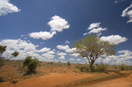 Red earth & bush landscape of the Tsavo National Park, Kenya