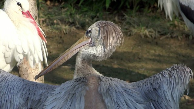 long beak birds