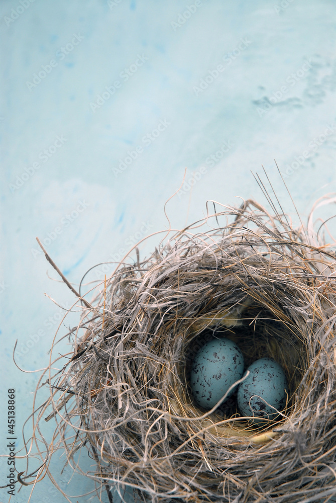 Wall mural Eggs In a Nest