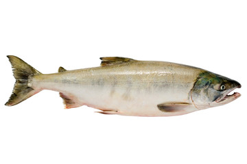 Pacific chum salmon, fresh caught mature male.