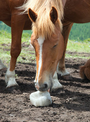 Horse licking salt - 45140848