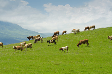 Cows grazing on the green field