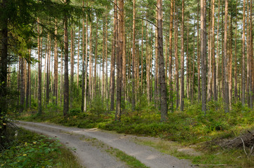 Road at a pine tree forest