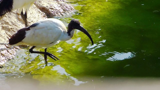 sacred ibis