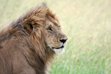 Leone maschio nel Serengeti