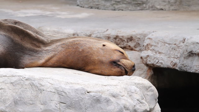 Fur seal lying on the shore