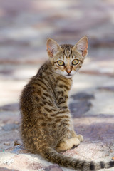 Beautiful gray kitten in a Greek island