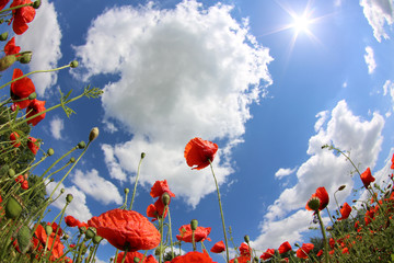 Obraz premium Mohnwiese mit blauen Himmel