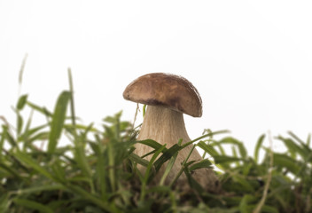 porcini mushroom