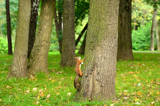 Squirrel sitting on the tree