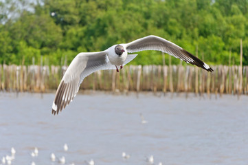 The white seagull flying in the sky over the sea