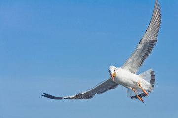 Alone white seagull catch food in mouth flying on the blue sky