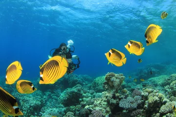 Küchenrückwand glas motiv Female Scuba Divers swim through tropical fish on ocean reef © Richard Carey