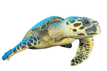Hawksbill Sea Turtle isolated on white background