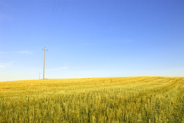 Fototapeta na wymiar Zbierana pole pszenicy, elektryczne zasilania linii i błękitne niebo