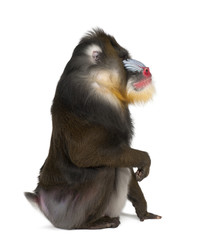 Mandrill sitting, Mandrillus sphinx, 22 years old