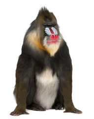 Mandrill, Mandrillus sphinx, 22 years old