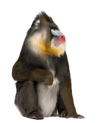 Mandrill sitting, Mandrillus sphinx, 22 years old