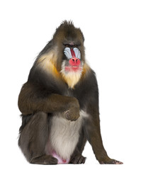 Mandrill sitting, Mandrillus sphinx, 22 years old