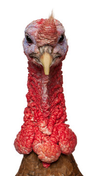 Portrait of Red Ardenner turkey against white background