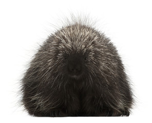 North American Porcupine, Erethizon dorsatum